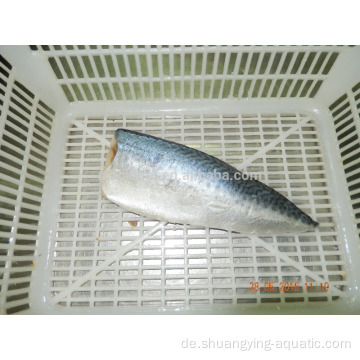 Gefrorener pazifischer Makrele Scomber Japonicus Fischfilet